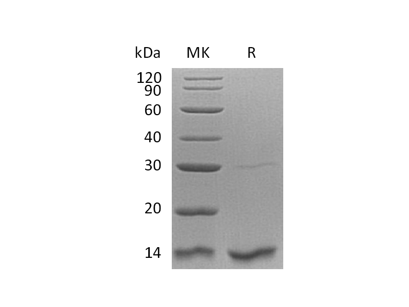 Recombinant Human TXN2