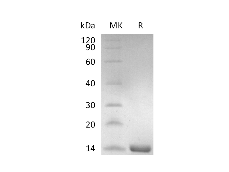Recombinant Human TSLP