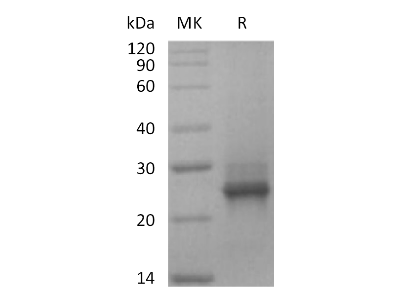 Recombinant Human KRAS(G12C, N-6His)