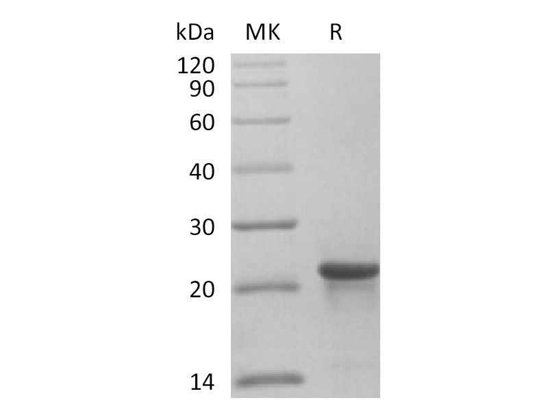 Recombinant Human KRAS4B (G12C, N-6His)