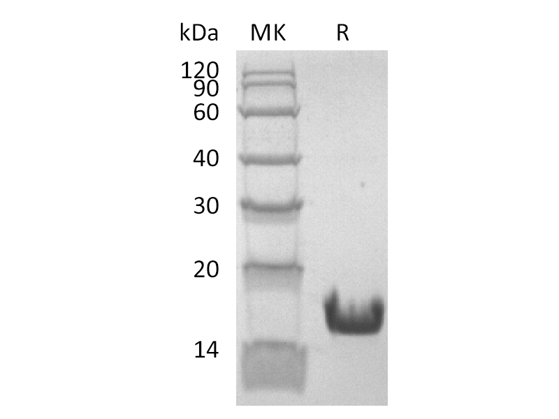 Recombinant Human Cyclophilin A (C-6His)
