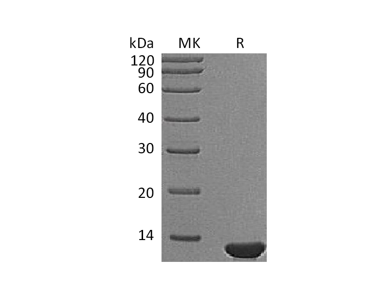 Recombinant Mouse Beta-NGF (110AA)