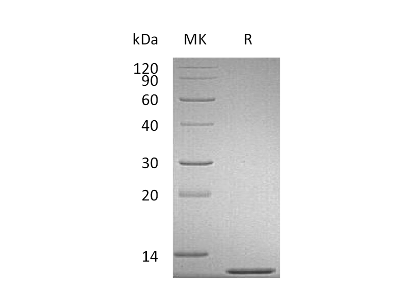 Recombinant Mouse CCL2
