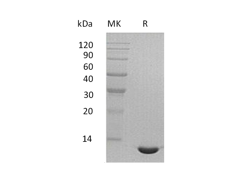 Recombinant Mouse CCL24