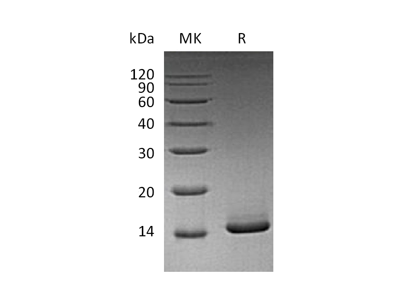 Recombinant Mouse GM-CSF