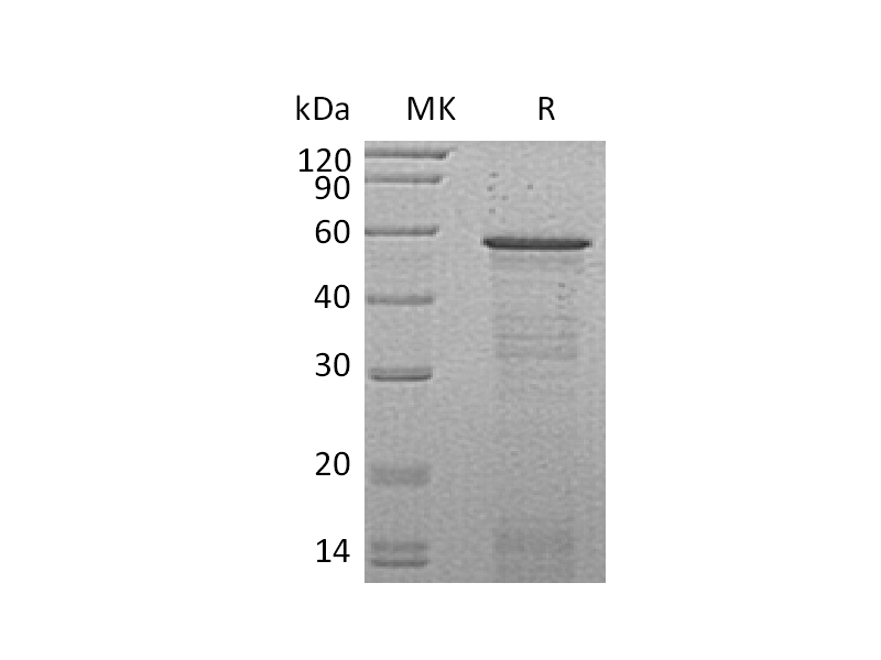 Recombinant Mouse HCFc2 (N-6His)