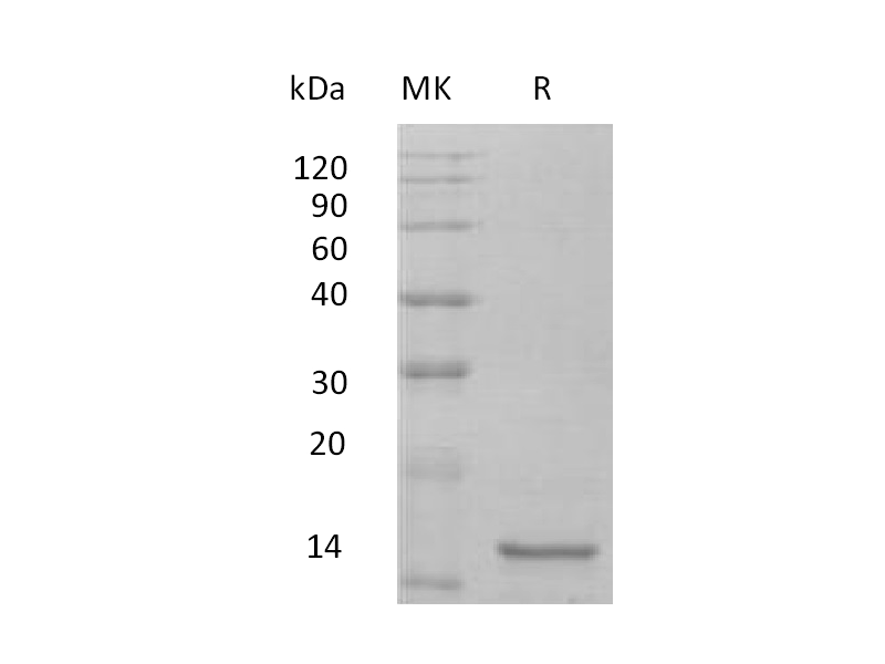 Recombinant Mouse IL-10