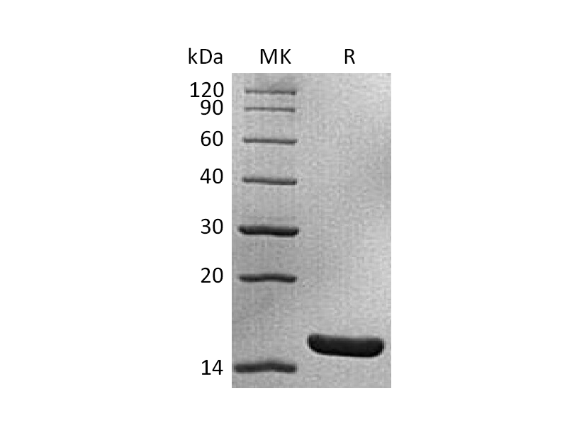 Recombinant Mouse IL-1a