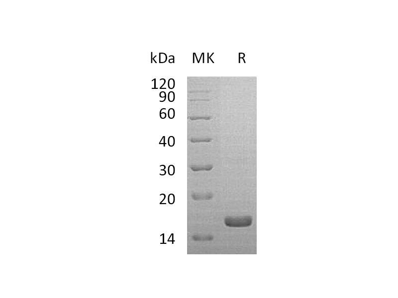 Recombinant Mouse IL-1RA