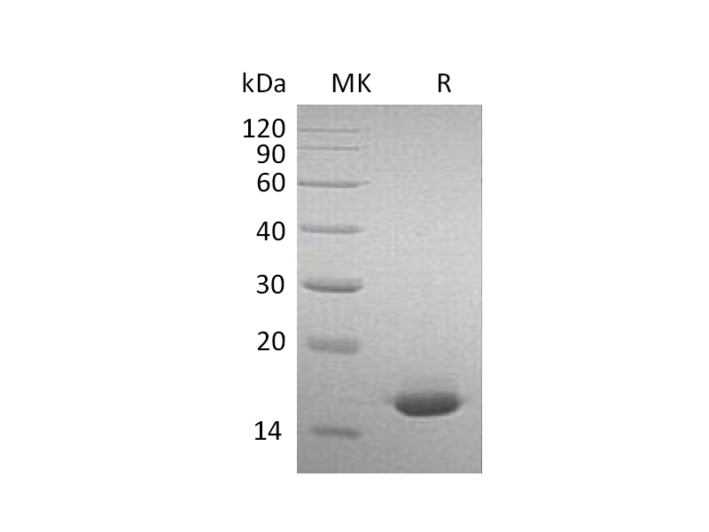 Recombinant Mouse IFN alpha2