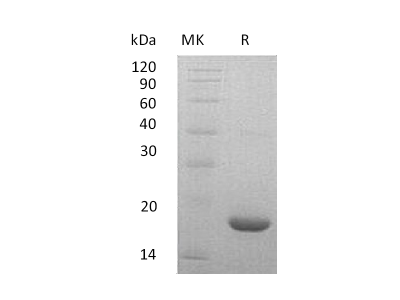 Recombinant Mouse LIF
