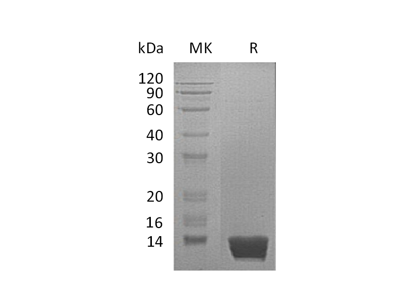 Recombinant Mouse MIF (C-6His)