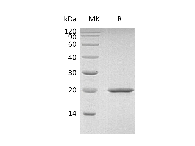 Recombinant Mouse SHH