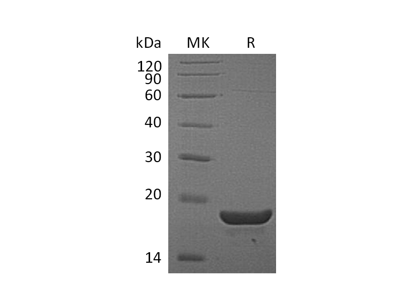 Recombinant Mouse TL1A
