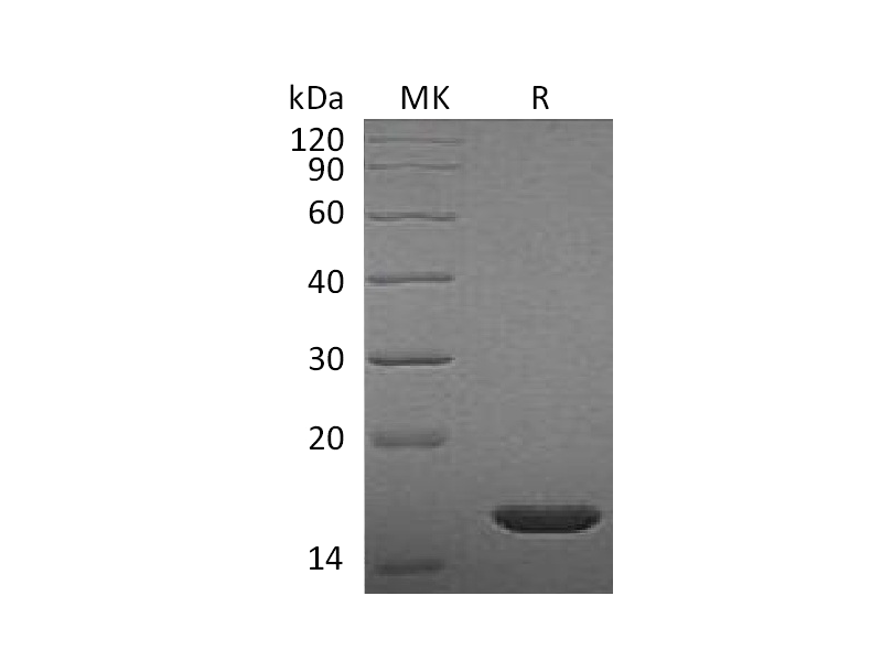 Recombinant Rat FGFb