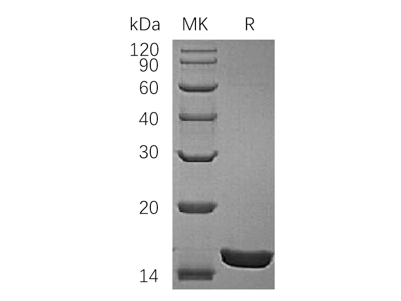 Recombinant Rat IL-1a