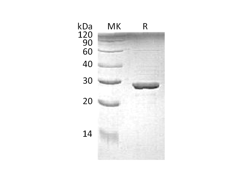 Recombinant E.coli Trp A