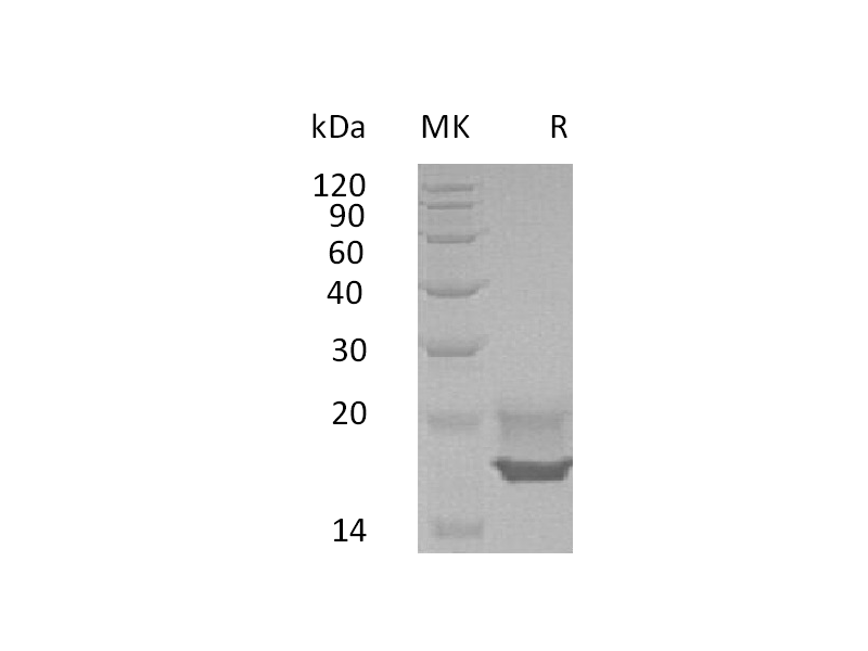 Recombinant Human CDNF (C-6His)