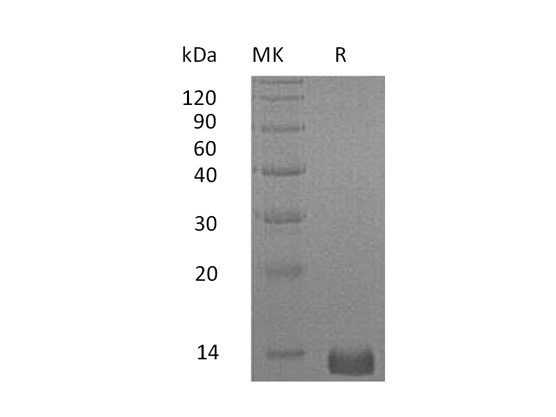 Recombinant Human CXCL4 (C-6His)