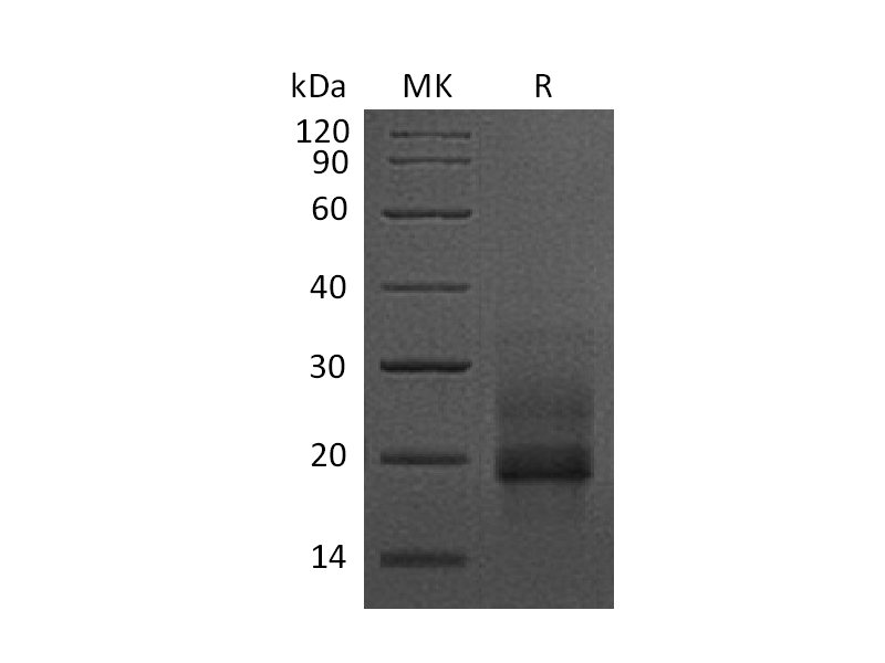 Recombinant Human proHB-EGF (C-6His)