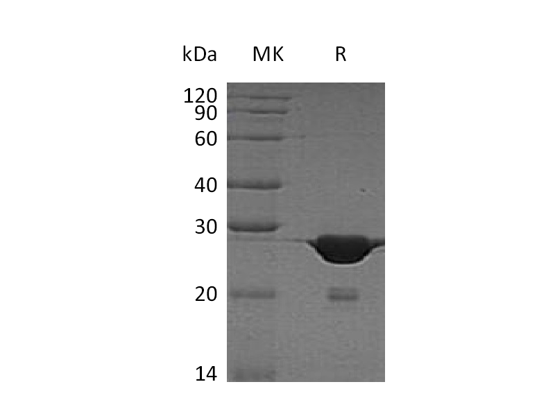 Recombinant Human HMGB1 (C-6His)
