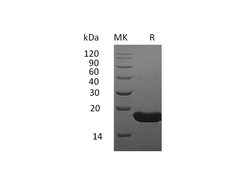 Recombinant Human IFN alpha1 (C-6His)