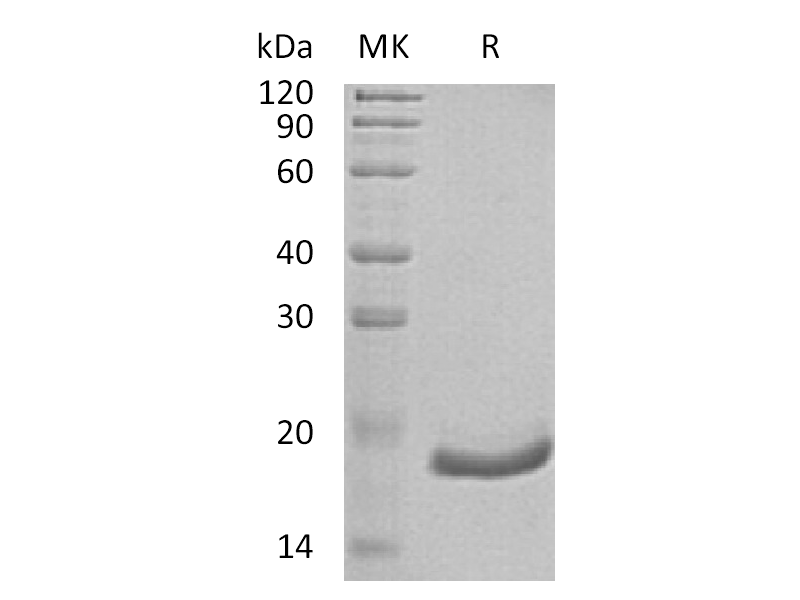 Recombinant Human IFN alpha6 (C-6His)