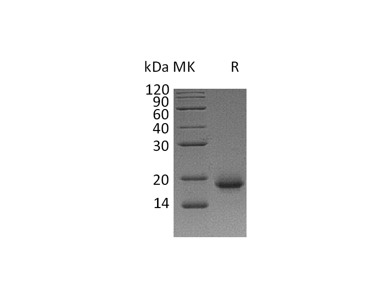 Recombinant Human IL-4 (Mammalian)