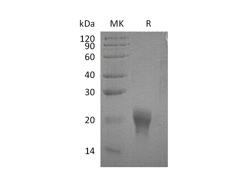 Recombinant Human IL-5 (C-6His)