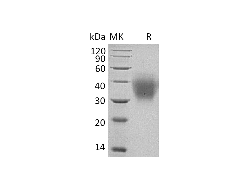 Recombinant Human SCF (C-6His)