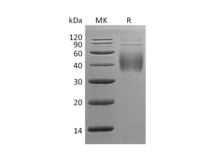 Recombinant Human CD244 (C-6His)