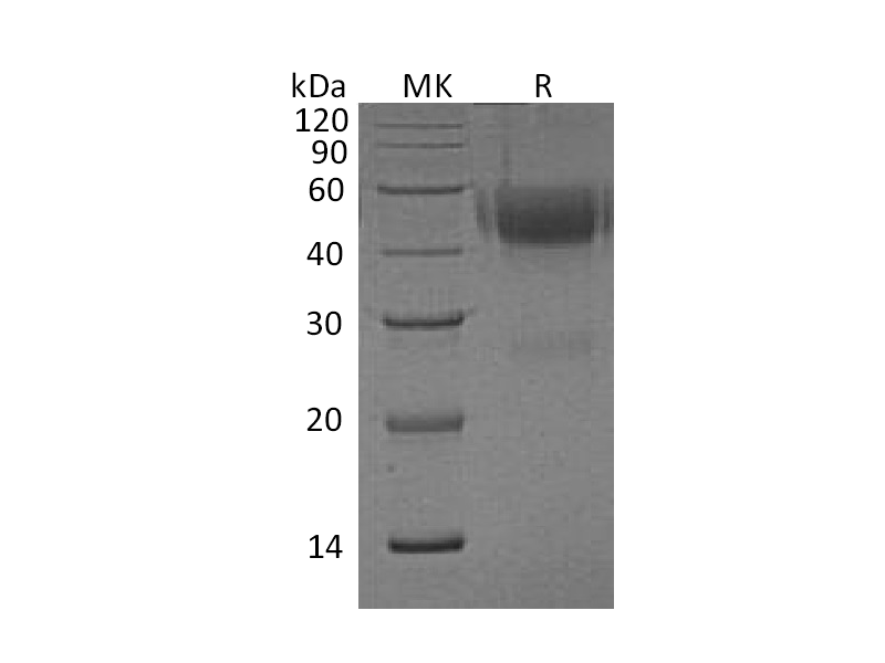 Recombinant Human NXPH1 (C-6His)
