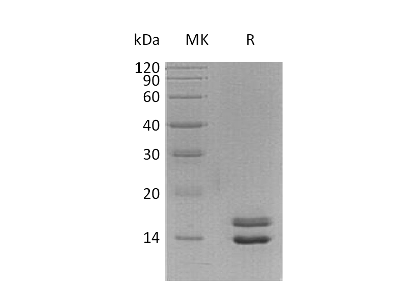 Recombinant Human NRN1L (C-6His)