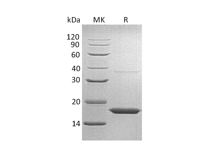 Recombinant Human TTR (C-6His)