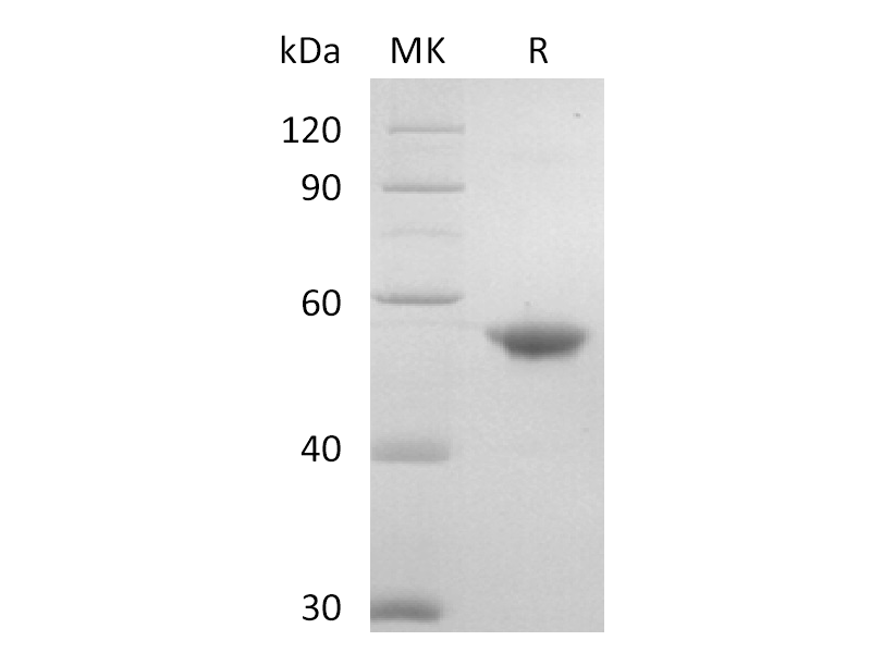 Recombinant Human TREML1 (C-Fc)