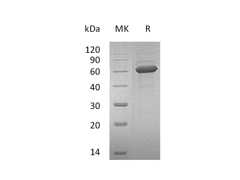 Recombinant Human NKG2DL (C-Fc)