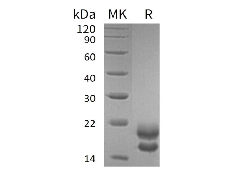 Recombinant Human VEGF 121 (C-6His)