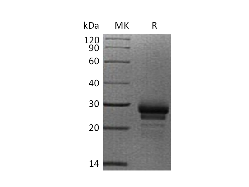 Recombinant Human VEGF-C (C-6His)