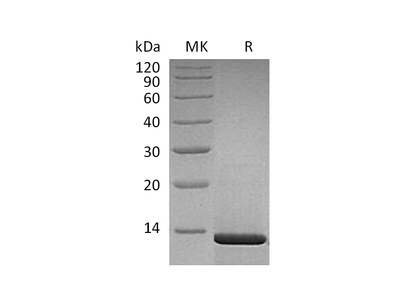 Recombinant Human Beta-NGF (Mammalian)