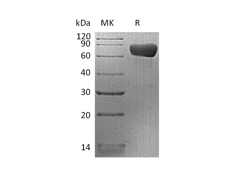 Recombinant Human PD-L2 (C-mFc)