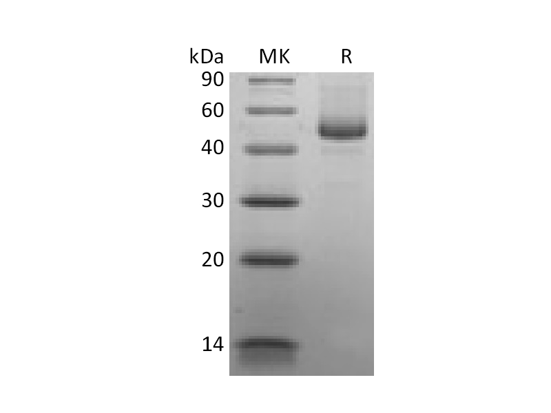Recombinant Human CD27L (C-mFc)