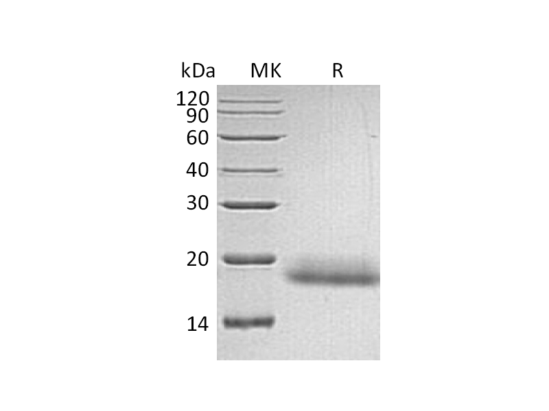 Recombinant Human CD99 (C-6His)