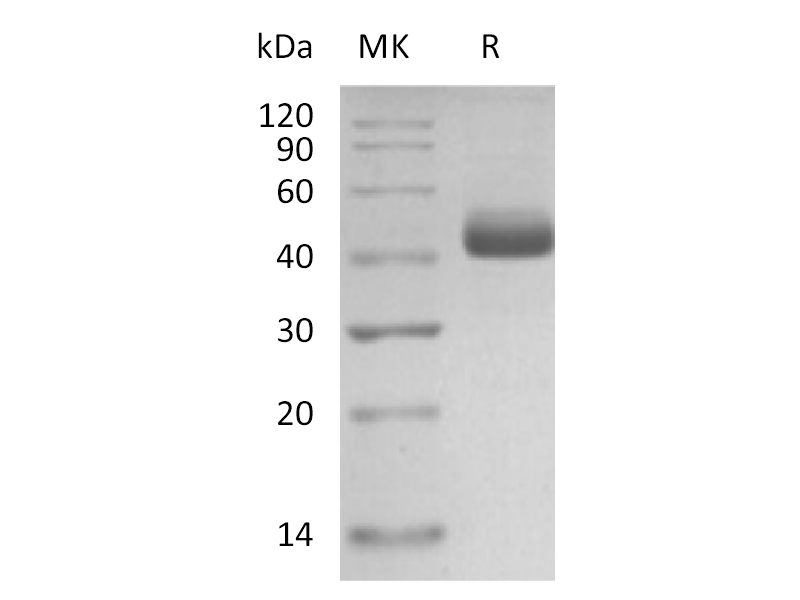 Recombinant Human IL-5 (C-mFc)