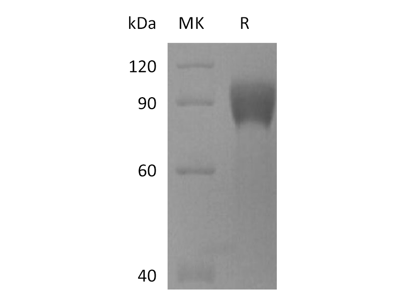 Recombinant Human TPBG (C-mFc)