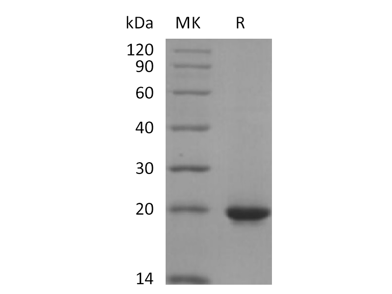 Recombinant Human SHH (C-6His)