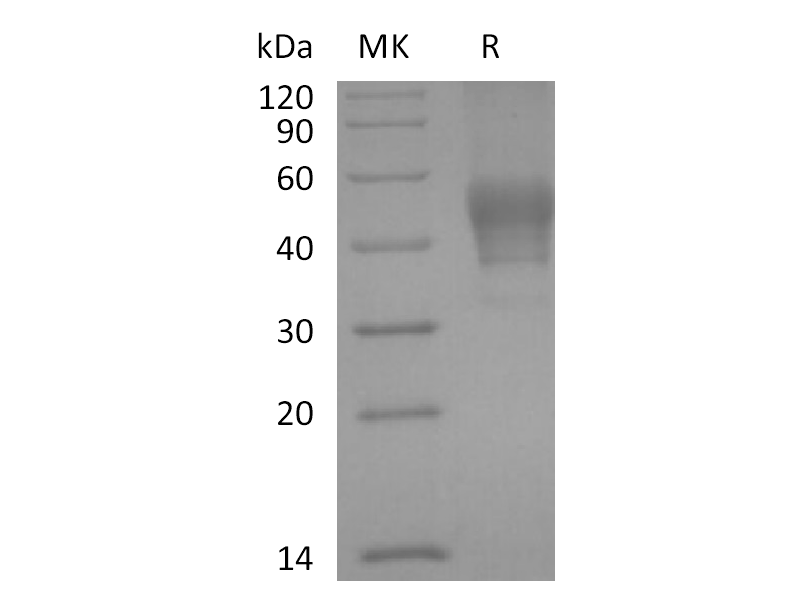 Recombinant Human CD24 (C-mFc)