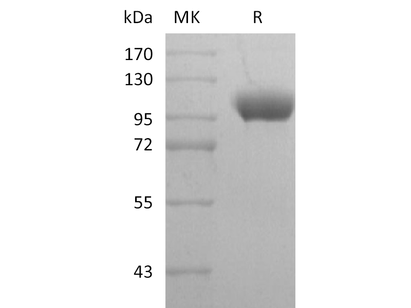 Recombinant Human LILRB1 (C-Fc)