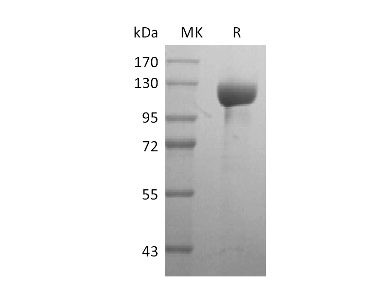 Recombinant Human HER3 (C-Fc)
