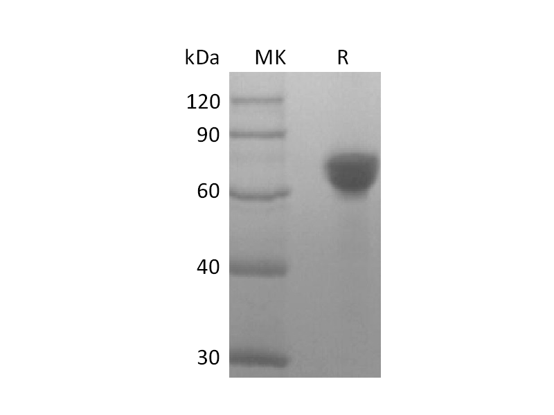 Recombinant Human TROP-2 (248AA, C-Fc)