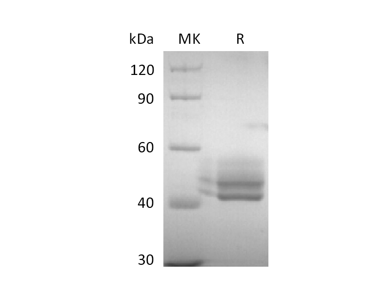 Recombinant Human CD3E&CD3G Heterodimer (C-Fc-6His&C-Fc-Flag)